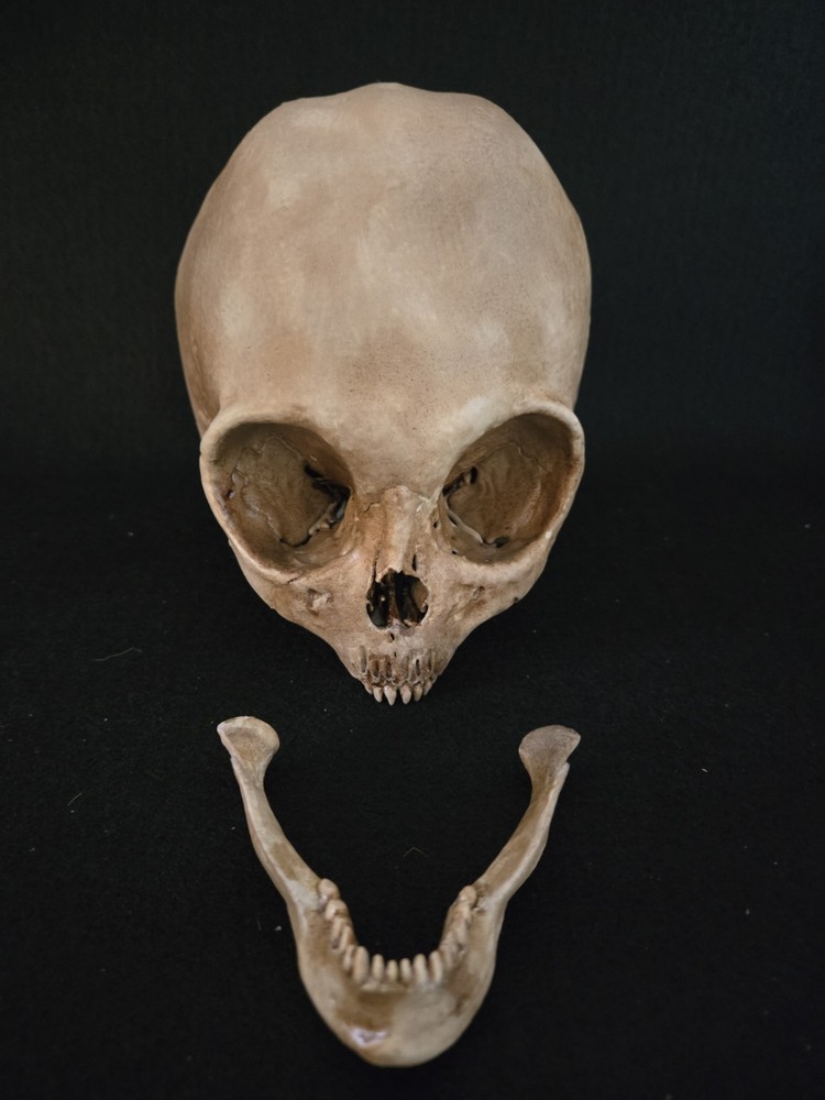 Skull Alien Realistic Full Size