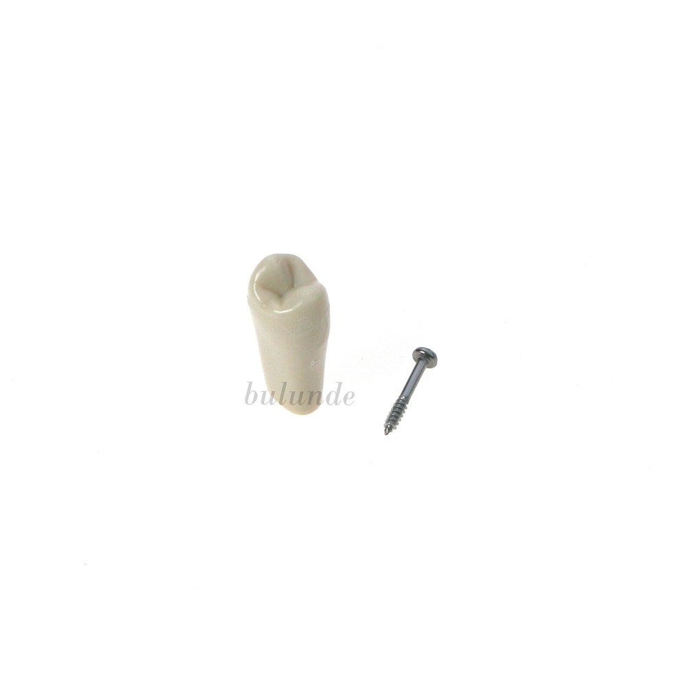 US Dental Tooth Model Columbia Dentoform 860 Type With 32pcs Replacement Teeth