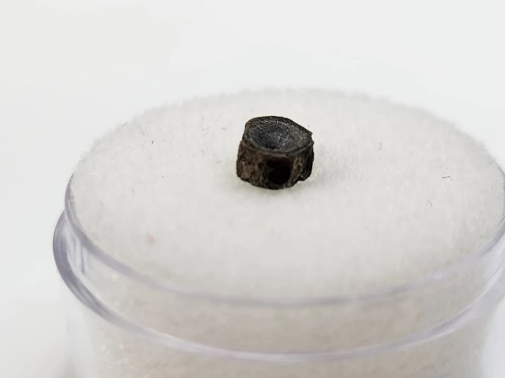 Amia (Bowfin) Vertebra Microfossil - Judith River Fm. - Hill Co., MT