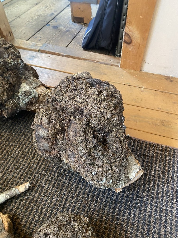 10 ELM BURLS Small To Large Sized