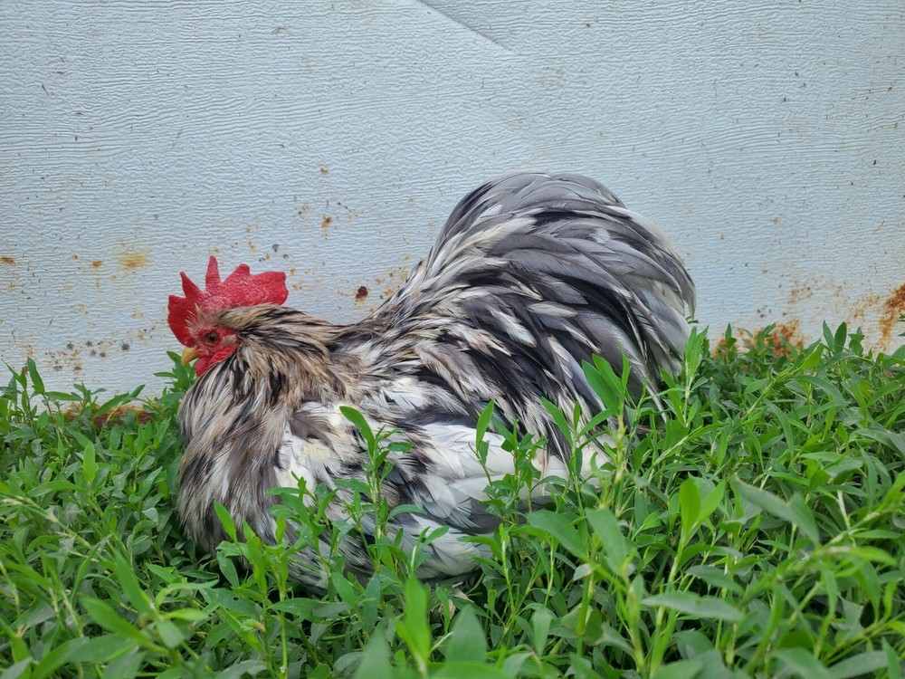 2 Dozen bantam cochin hatching eggs