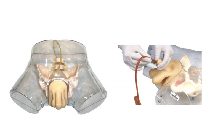 1:1 Human Transparent Male Catheterization Model Training Display Model