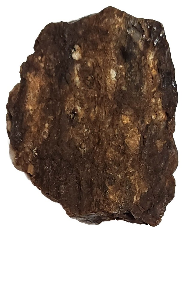 Agatized Petrified Wood Unique Specimen Rock Agate Inclusions