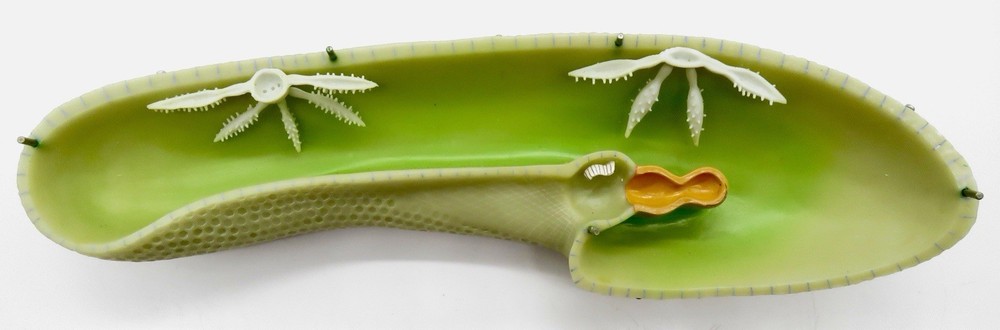 Somso Zos 107 Paramecium Model