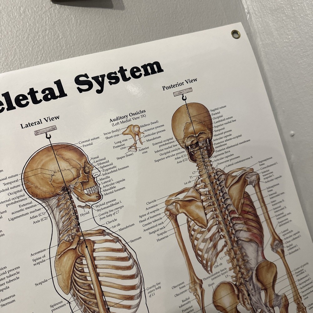 Oddity Skeletal System Anatomical Chart Poster ￼ Laminated Learning 20x26