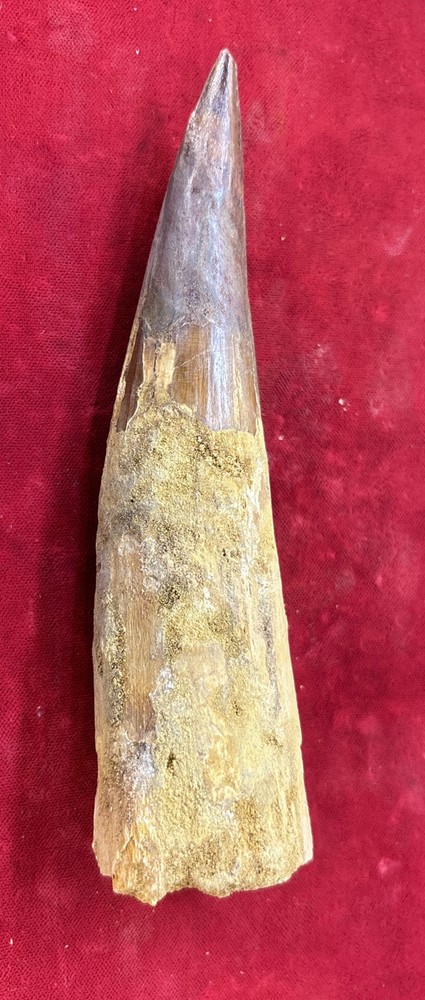 Authentic 5 1/2” Spinosaurus Tooth Fossil