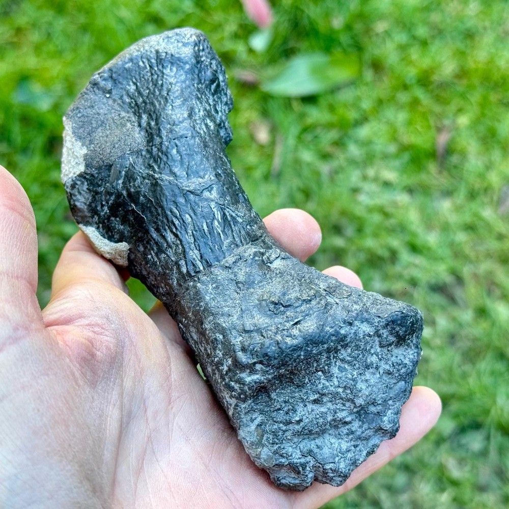 Authentic sauropod dinosaur bone fossil – jurassic morrison formation –