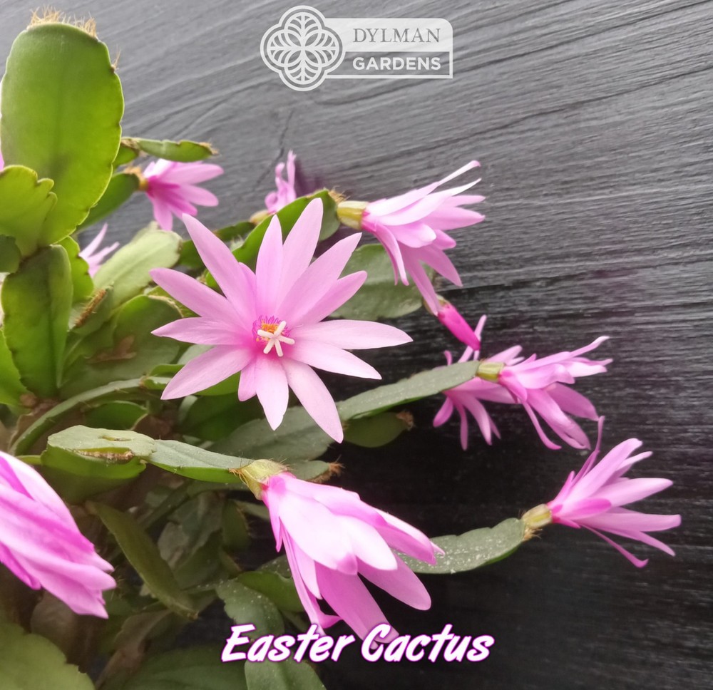 Easter Cactus (Rhipsalidopsis x graeseri) Whitsun Cactus - Multiple Sizes