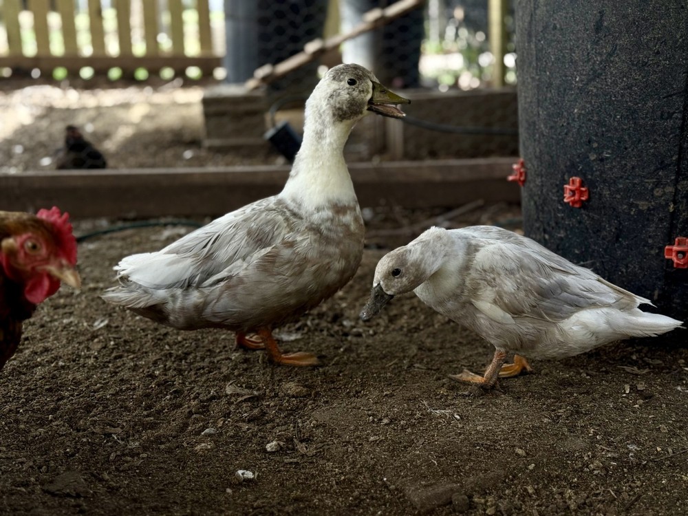 5+ Silver Bibbed Call Duck Hatching Eggs