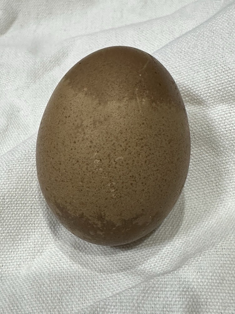 Olive Egger Hatching Eggs NPIP Certified, AI - 12 Hatching Eggs