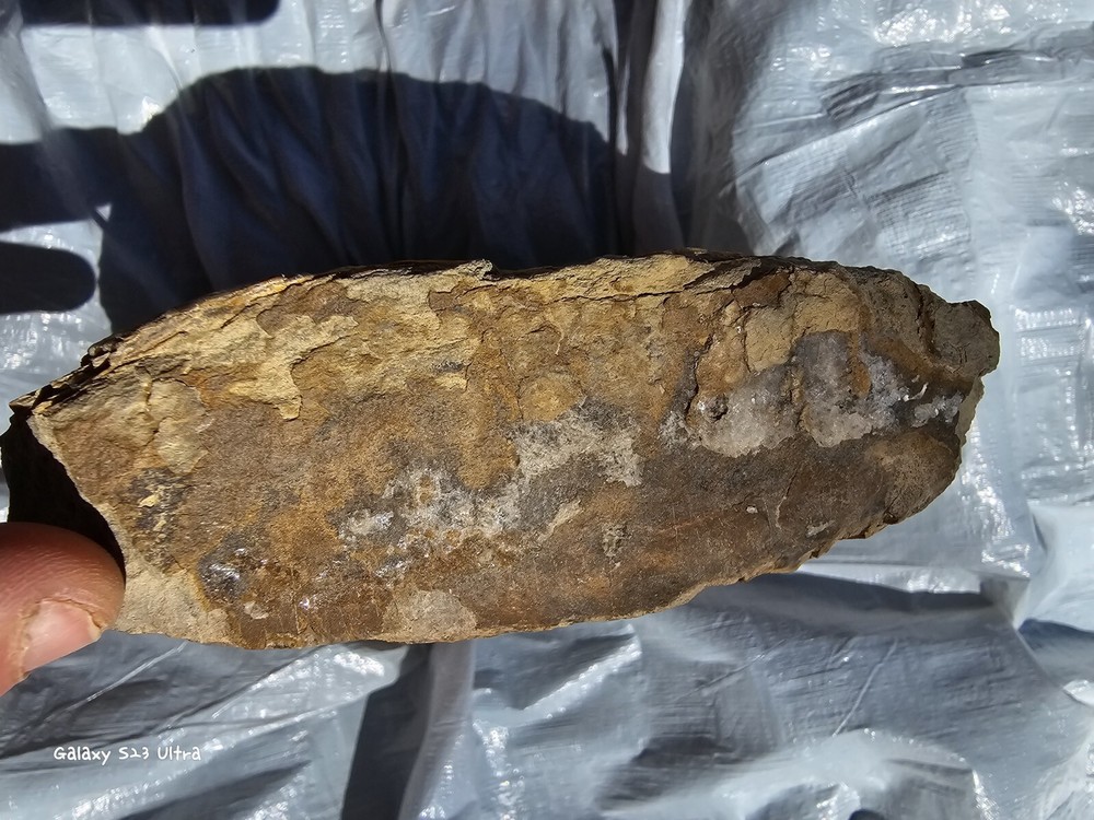 Petrified Turtle Shell