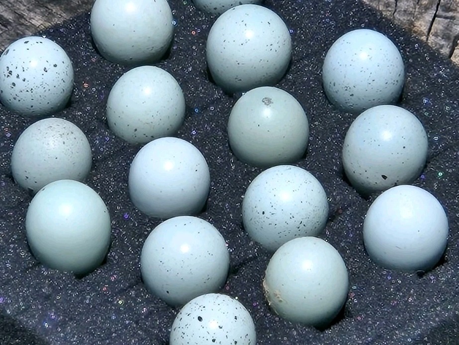 10+ Celadon Blue Coturnix Quail Hatching Eggs **100% TRUE BLUE**