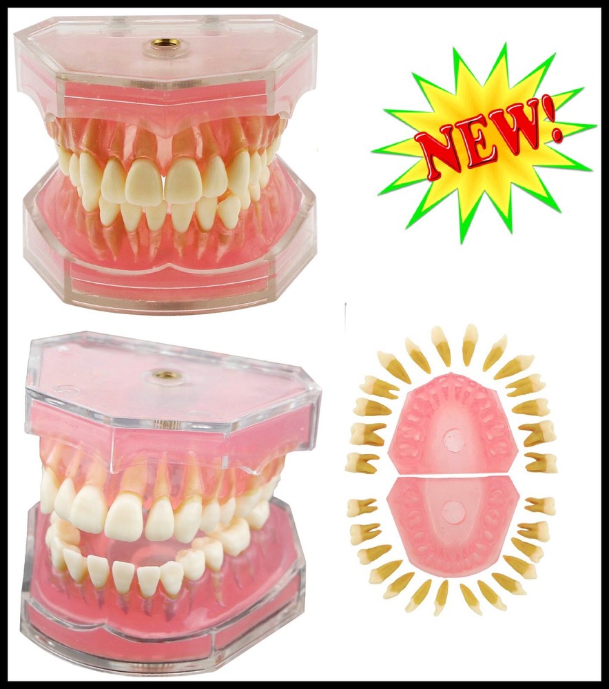 Dental Study Model Removable Teeth Soft Gum Typodont Student Practice Teaching