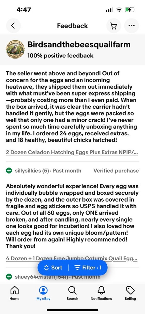 2 Dozen STANDARD Coturnix Hatching Eggs + Extra . NPIP / AI CLEAN