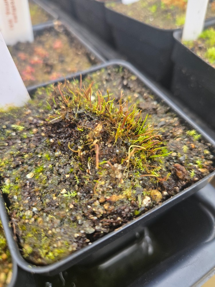 Utricularia fulva Carnivorous Plant