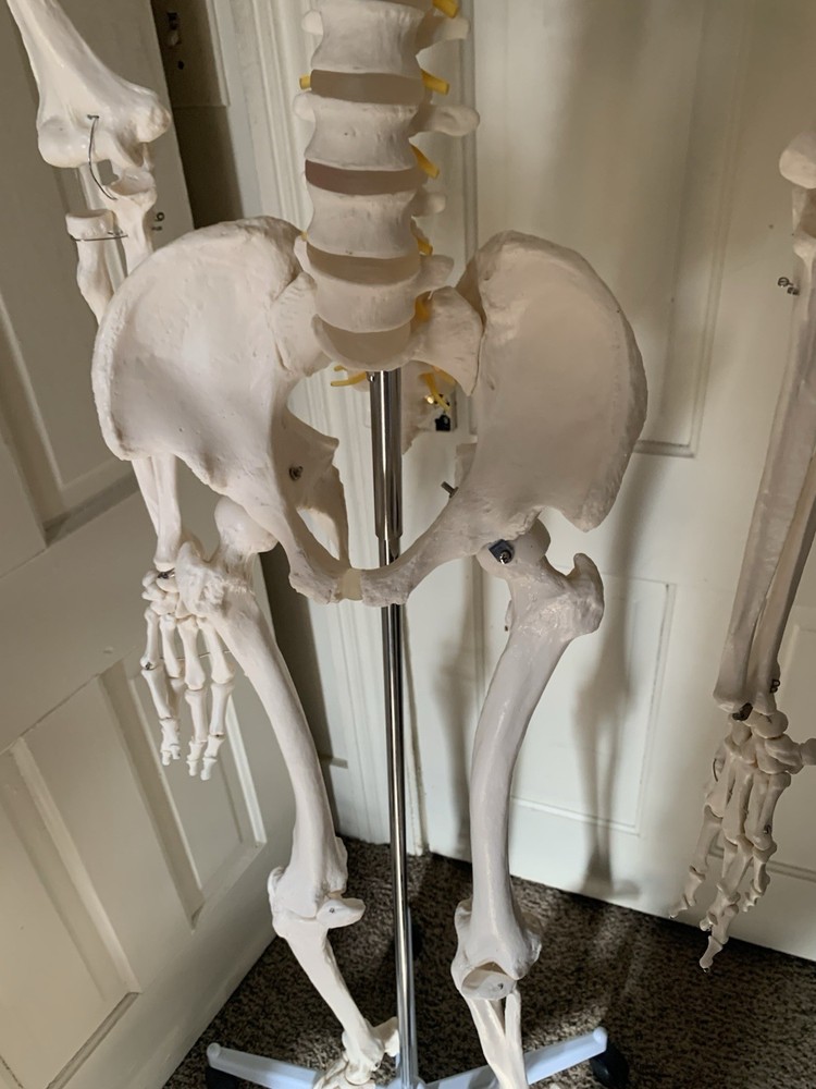Fantastic Human Skeleton Model