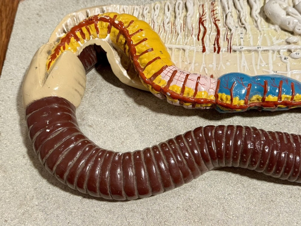 Rare Nystrom Biological Model Worm Cross Section Vintage