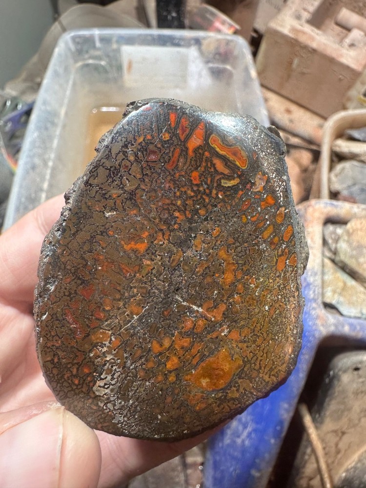 Dinosaur bone rough polished specimen