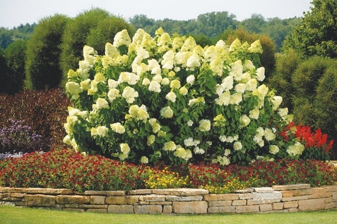 1 Limelight Hydrangea Starter Plug Hydrangea paniculata 'Limelight'