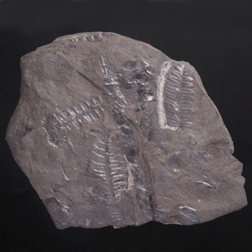FERN FOSSIL - Carboniferous - Leon - SPAIN 20C2