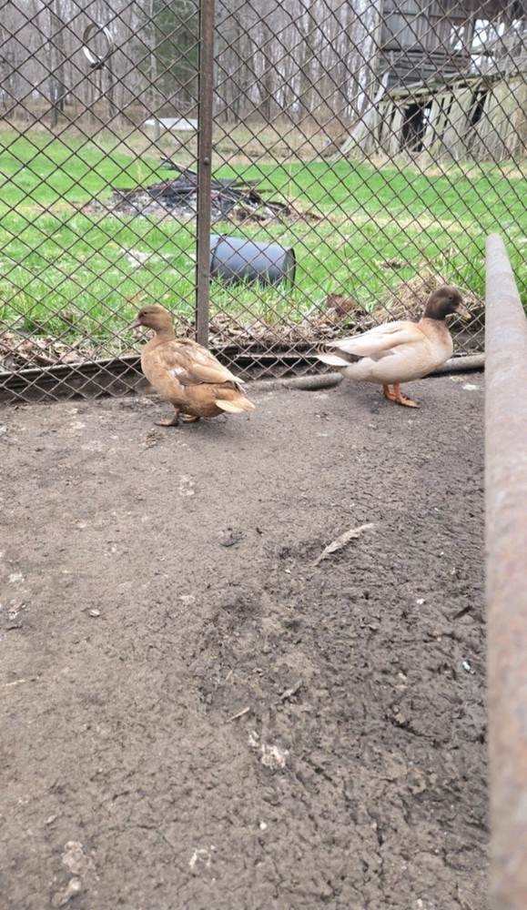 6+ Fertile Call Duck Hatching Eggs