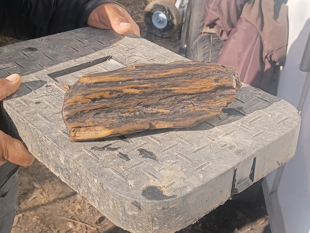 Petrafied Wood