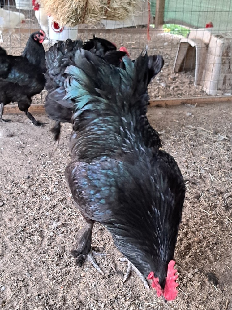 6 Croad Langshan Hatching Eggs (Black)