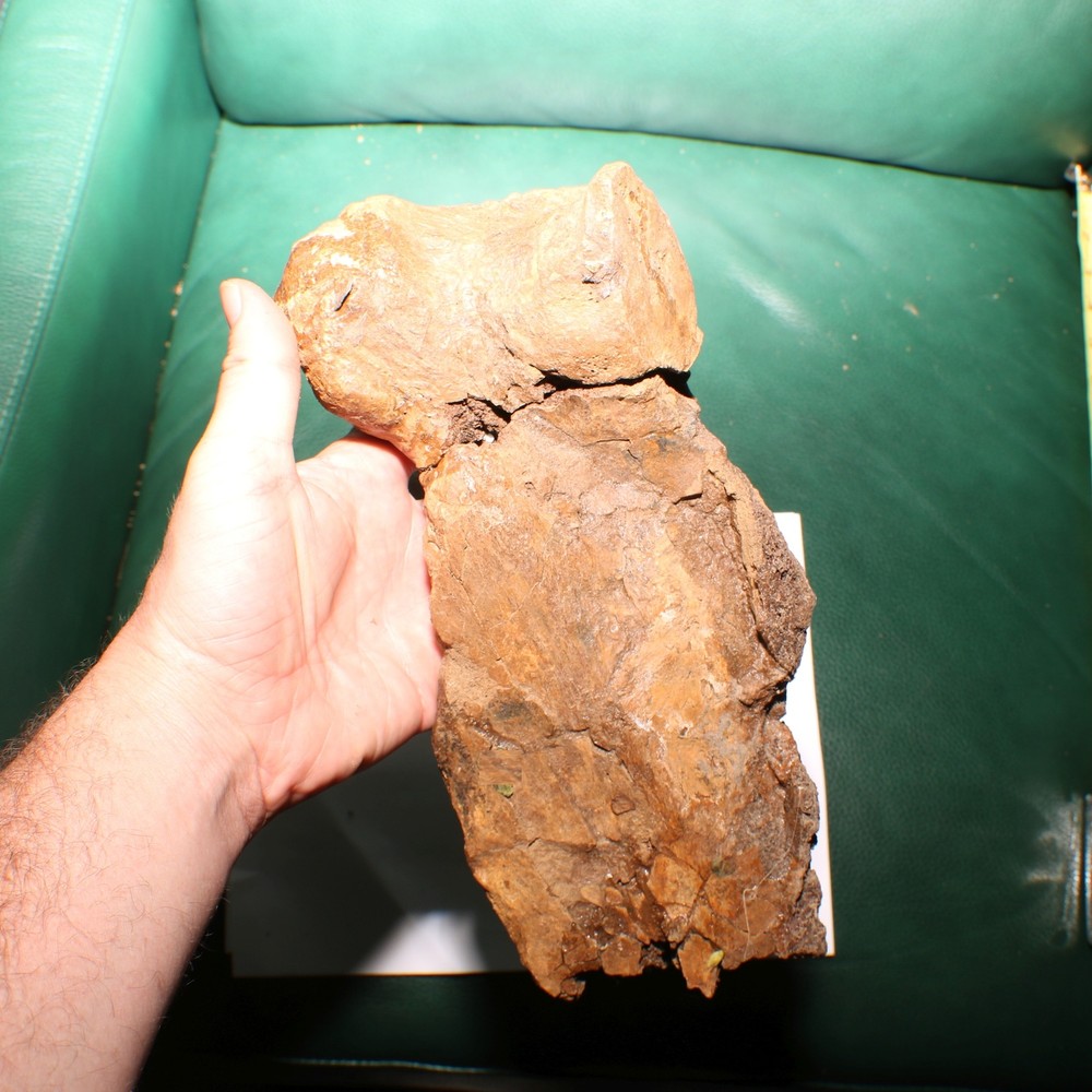 Triceratops Syncervical Vertebra Process Section Hell Creek Formation Cretaceous