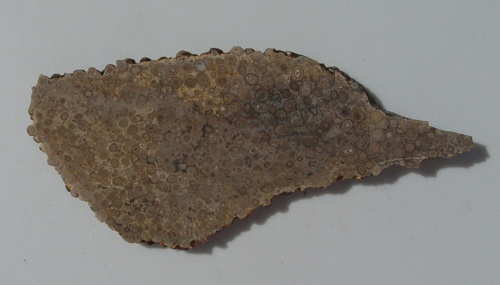 Oolite Lapidary Slab T1210