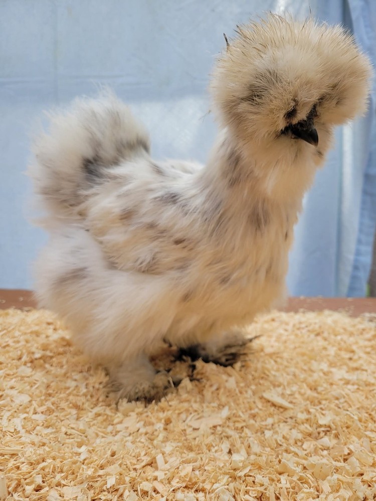 6+1 Silkie Hatching Eggs Npip