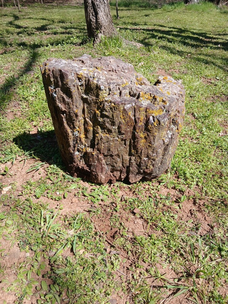 Large Petrified Log