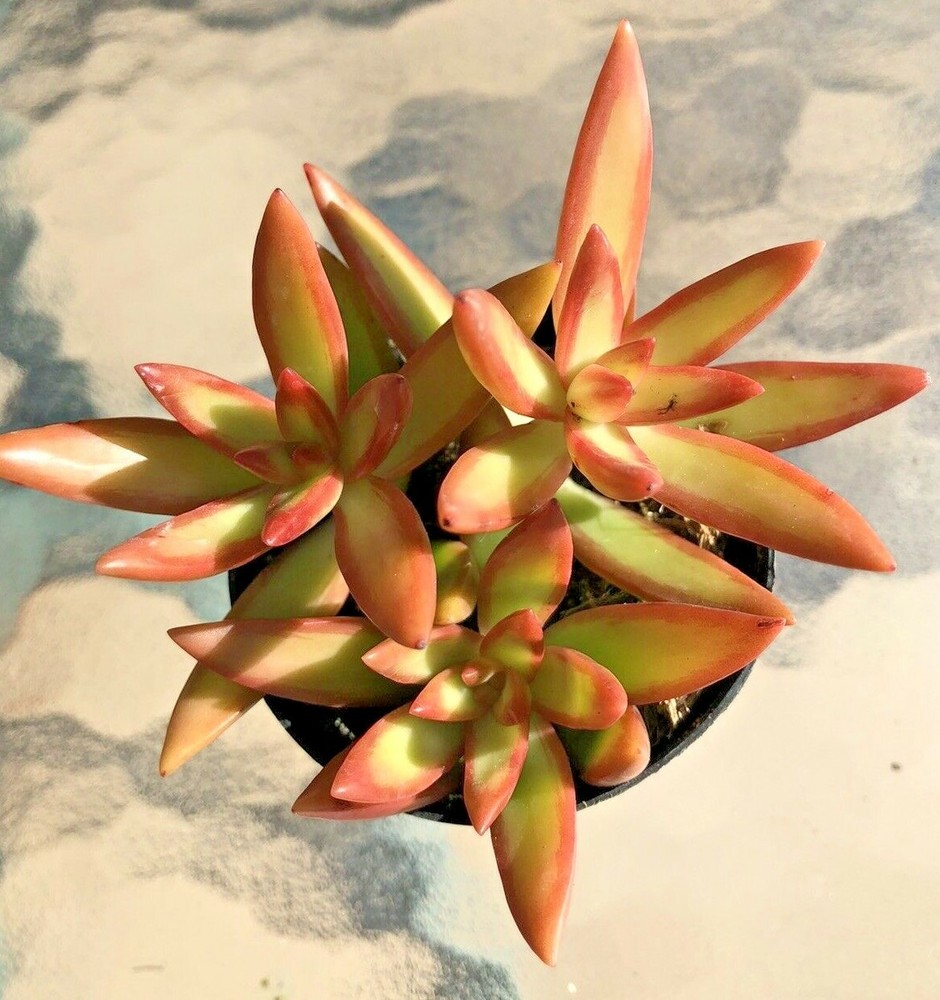 Sedum Adolphii 'Firestorm', Comes in a 2.5" Pot