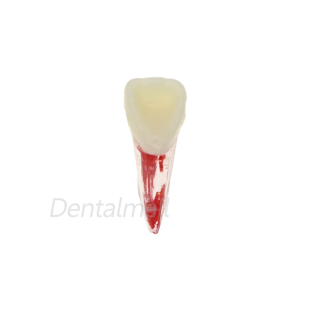 Dental Root Canal Practice Model Teeth Pulp Study RCT Endo File 1# 3# 4# 5# 6#