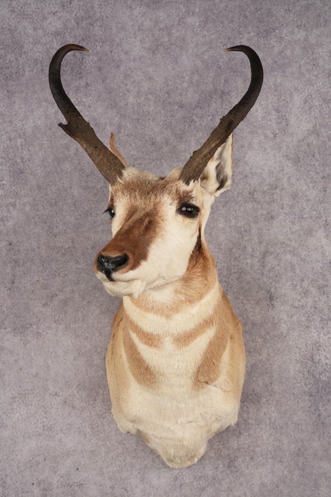 Pronghorn Antelope SKU 3275