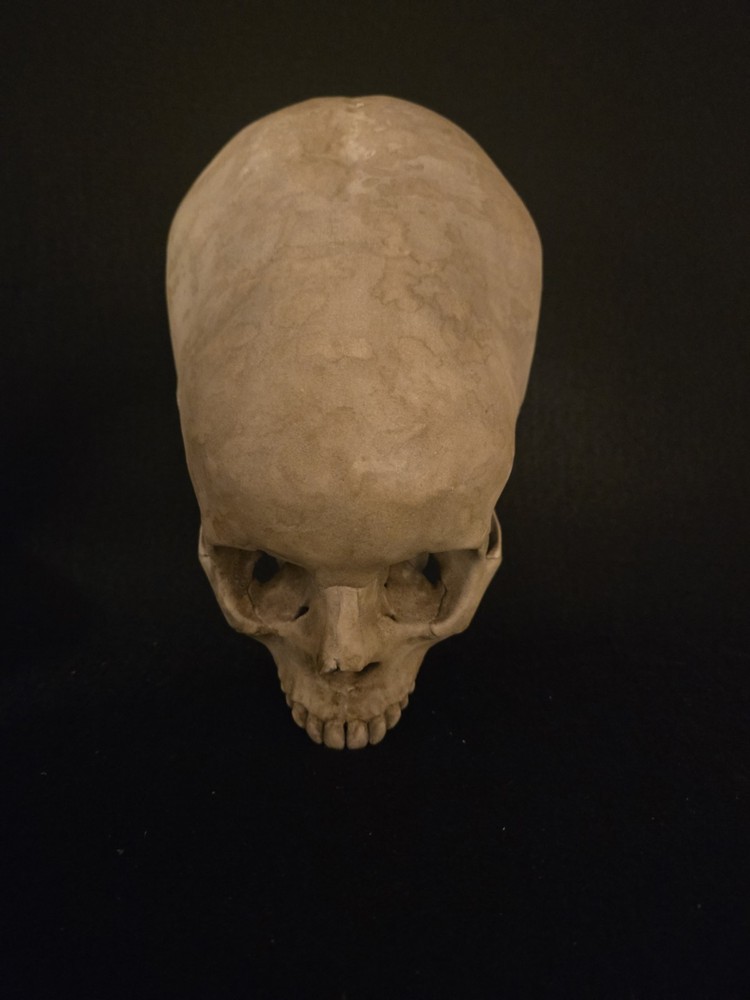 Human Skull Enlongated Realistic