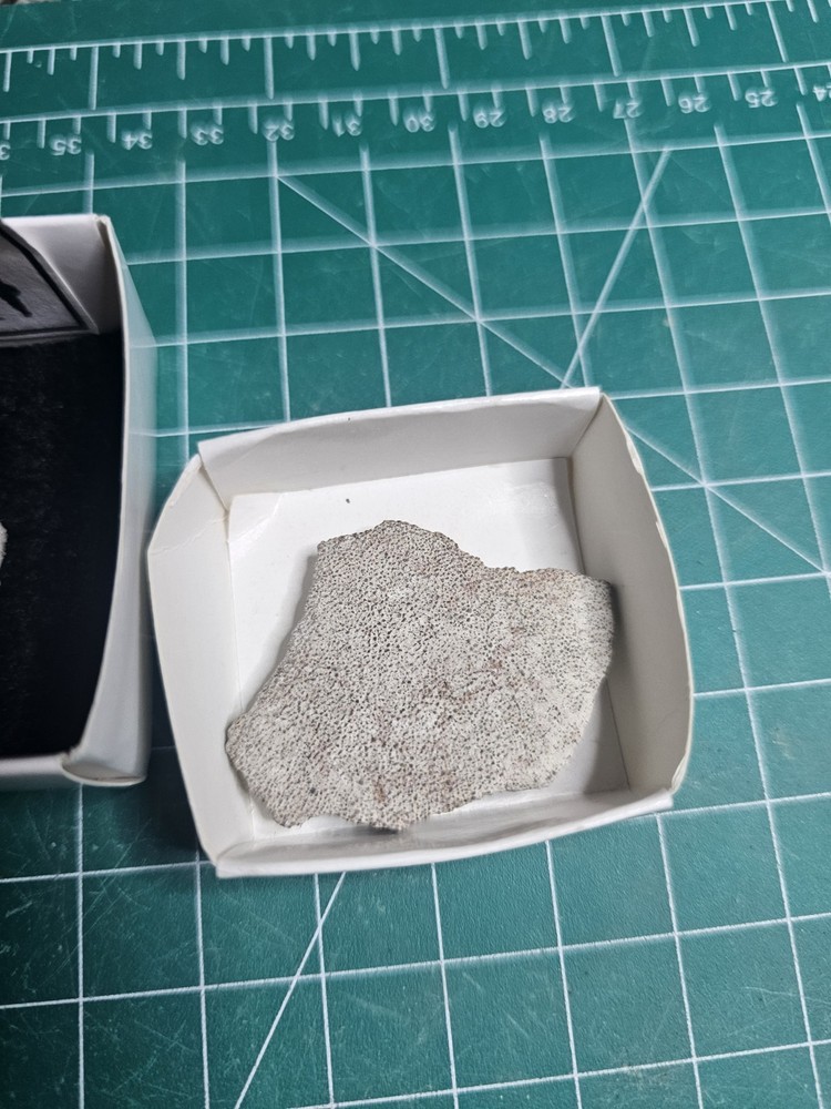 2 Pieces Dinosaur Egg Shell Saltasaurus