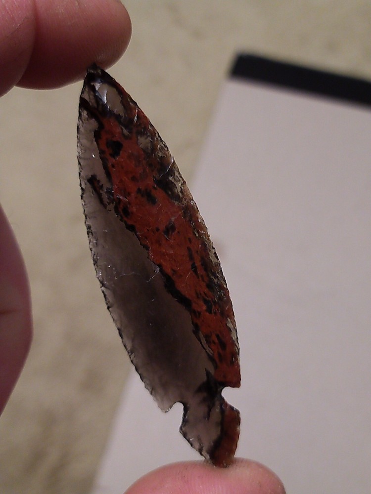 Turkey Tail 3" long by 7/8" wide