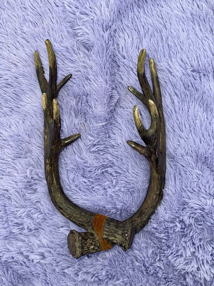 Young Buck Deer Antlers Rack Hanging