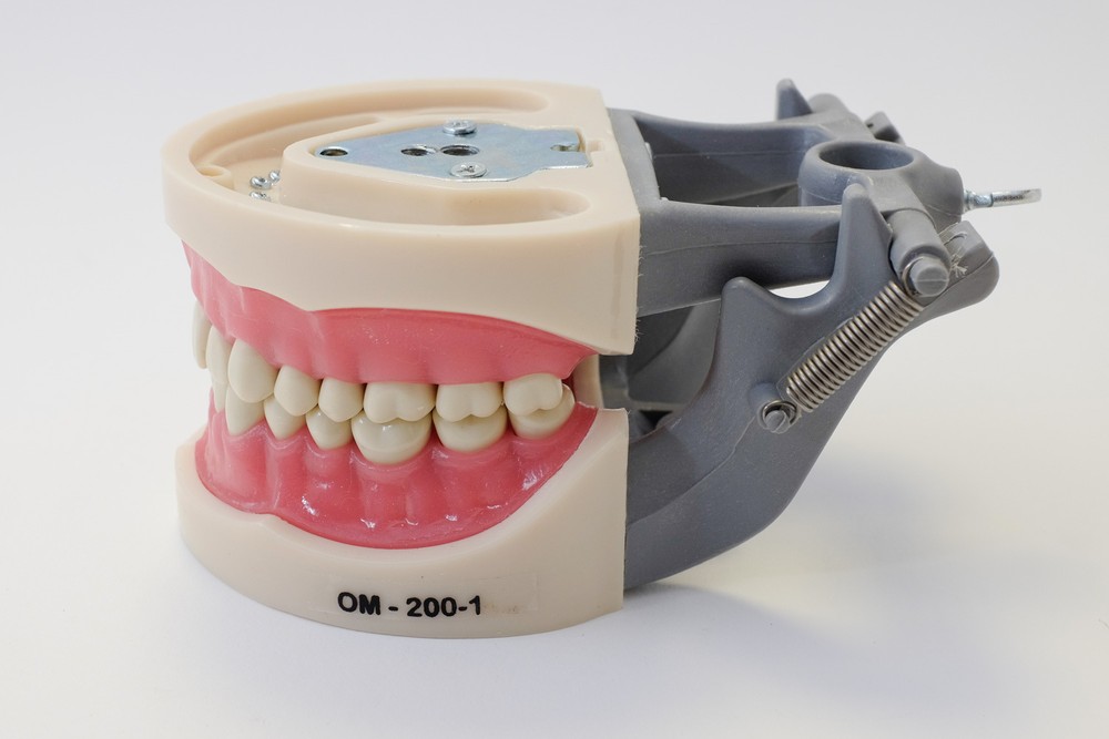 Dental Anatomy Typodont Educational Model 200 Removable Teeth NBDE NERB ADEX