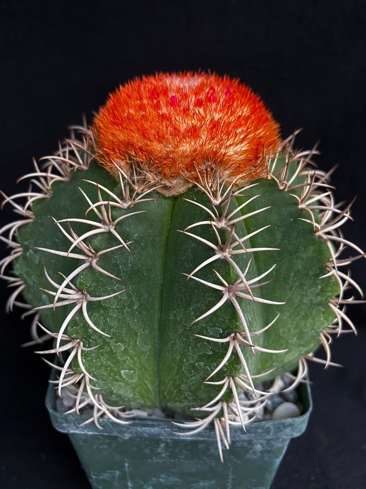 Melocactus matanzanus, cactus plant