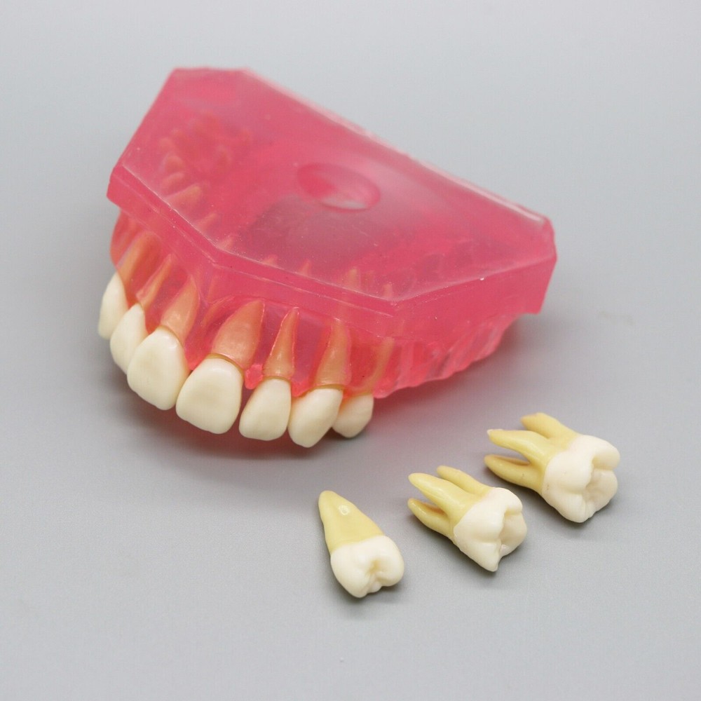 Dental Typodont Standard Removable Teeth Model Soft Gum Simulation Cheek 28 Pcs