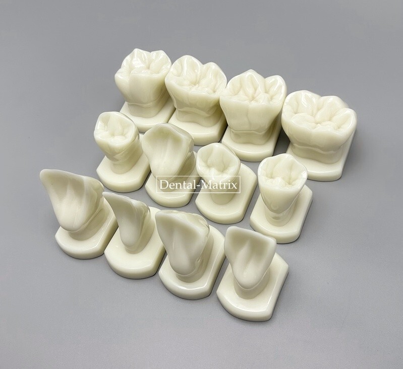 Dental Teeth Form Models OrthodonticTypodont Model Lab Tooth Study Teaching Demo
