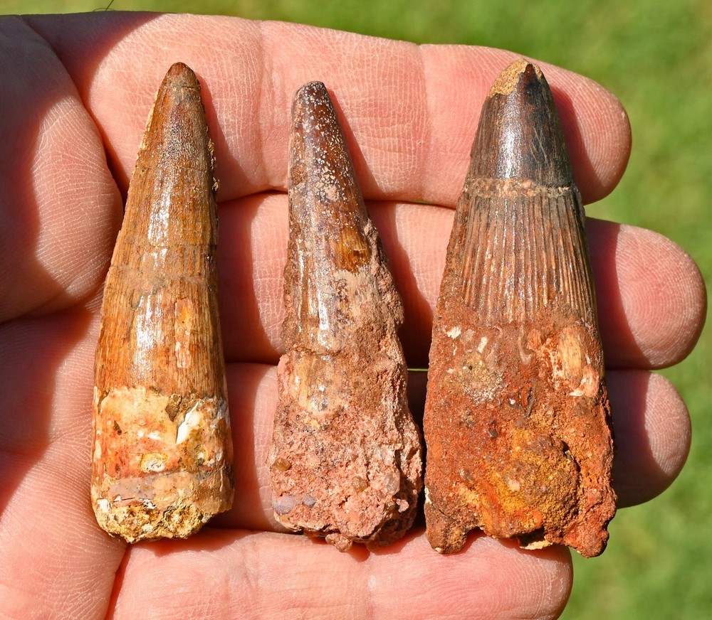 THREE Spinosaurus Teeth from Morocco
