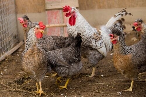5 + HATCHING EGGS, EASTER/OLIVE EGGERS, AMERAUCANA, LEGBAR.