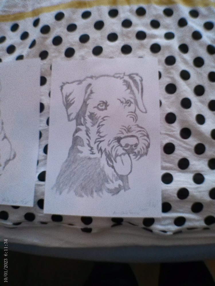 Aredalle Terrier pencil drawing, unique