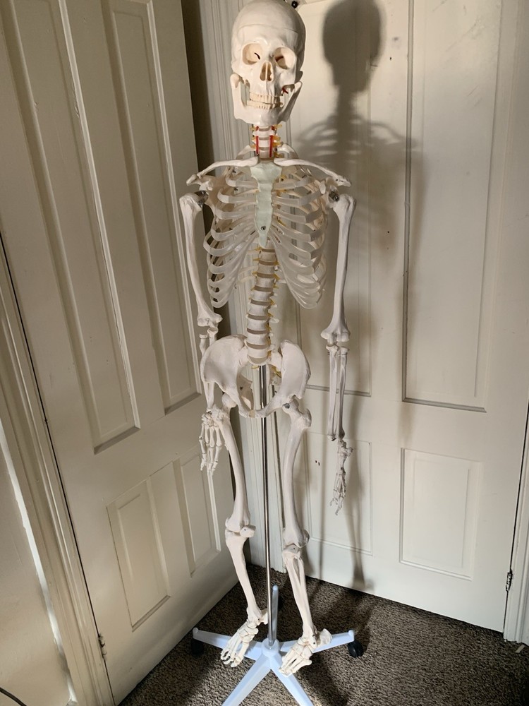 Fantastic Human Skeleton Model