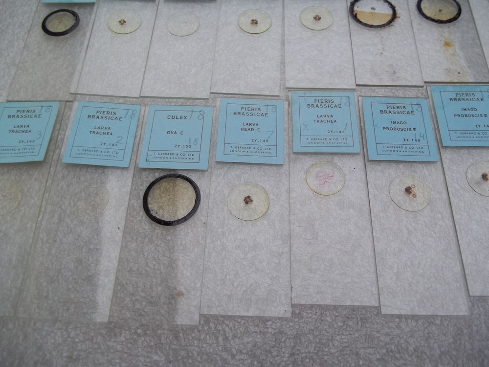 Vintage Glass Microscope Slides - 6 x Boxes