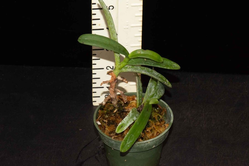 Aerangis cryptodon, AM/CHM/AOS parent