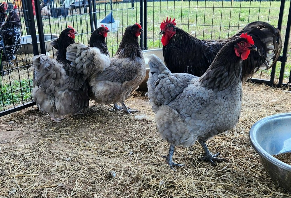 Blue Orpington Hatching Eggs Full Dozen NPIP Certified