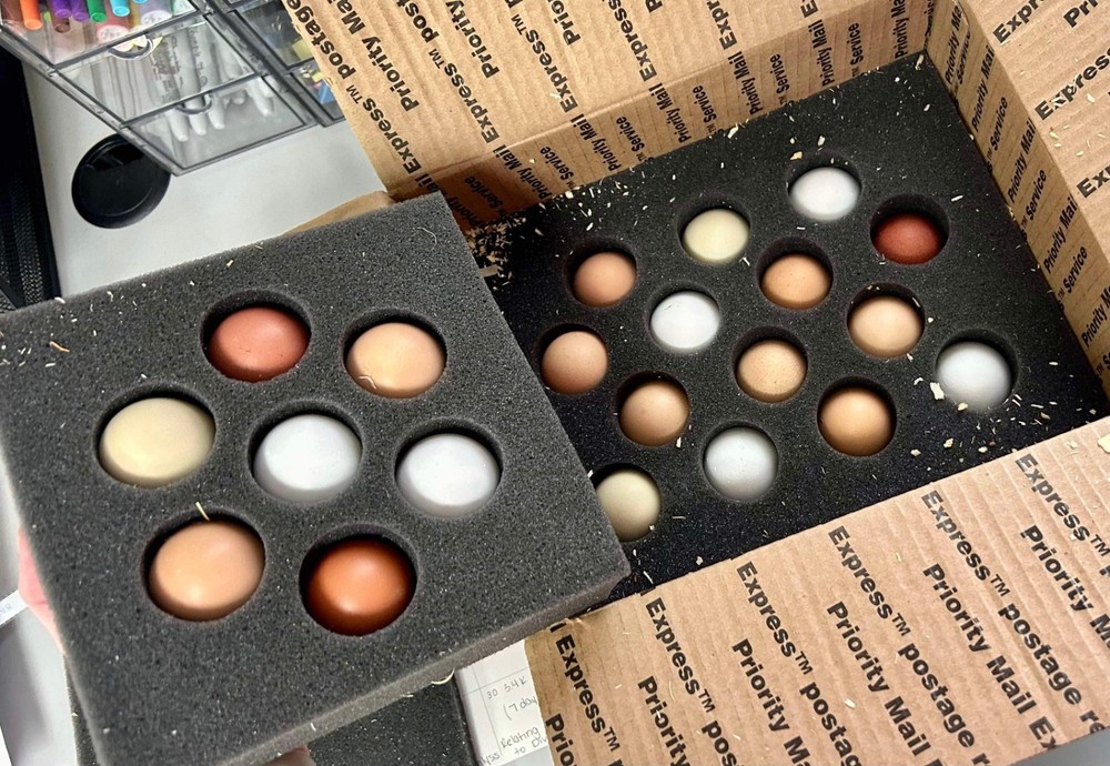 Frizzle BYM Hatching Eggs x12++